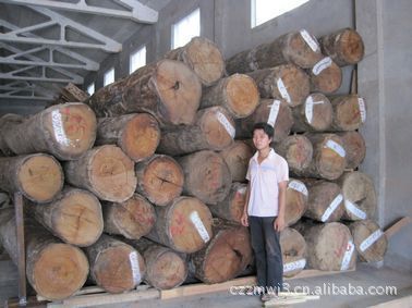 志敏帶皮緬甸花梨木原木 大口徑香紅木的卓越品質(zhì)與應用