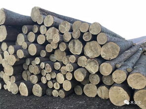 綏芬河匯道經貿 深耕木材與服飾，熱銷產品連通南北市場