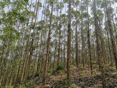 高峰林場上半年完成木材銷售任務85%，多元經營助力穩(wěn)健發(fā)展